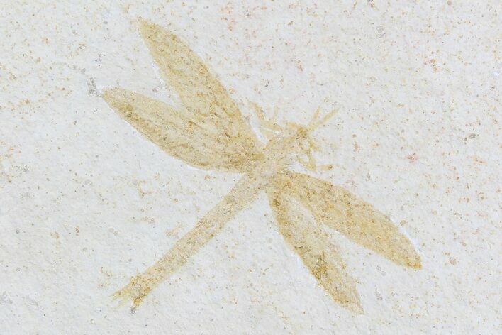 Fossil Dragonfly (Tharsophlebia) - Solnhofen Limestone #77832